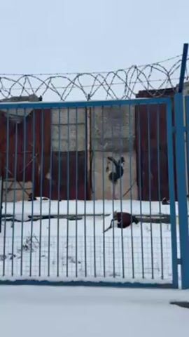 The camera focuses on an outdoor scene, with a blue metal fence and barbed wire in the foreground. Behind the fence is a dilapidated building with a mural of a figure in a black dress, doing a ballet pose. The ground is covered in snow. A brownish object is lying on the ground, just behind the fence. The scene is overcast and appears to be cold.