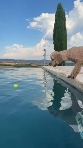 A fluffy, light brown dog stands on the edge of an infinity pool, its head lowered to the water. A bright yellow tennis ball floats just out of reach in the shimmering blue pool. The dog appears hesitant, looking back at the camera with its mouth open, as if asking for encouragement or perhaps considering its next move. The background reveals a picturesque Tuscan landscape under a bright blue sky dotted with fluffy white clouds. Rolling hills, dotted with trees and fields, stretch towards the horizon. A tall, slender cypress tree stands prominently beside the pool, adding to the classic Italian countryside aesthetic. The sun is high in the sky, suggesting it is daytime, likely late afternoon given the warm lighting. The overall mood is playful and relaxed, capturing a moment of a dog contemplating a swim or a game of fetch. There is no visible text in the media.