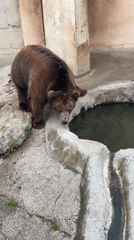 Brown bear drinks, interacts in Pavlikeni zoo enclosure