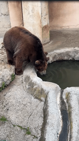 Brown bear drinks, interacts in Pavlikeni zoo enclosure
