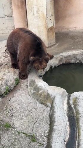 Brown bear drinks, interacts in Pavlikeni zoo enclosure