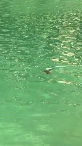 A turtle swims in clear green water. Small fish swim below the turtle. The water is calm with ripples. Sunlight reflects off the water's surface.