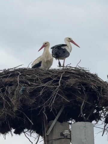 Two white storks stand in their large, untidy nest made of sticks, which is perched atop a utility pole. The nest is densely packed with branches and twigs. The storks have white bodies, black flight feathers on their wings, and long, red beaks and legs. They appear to be looking around their surroundings. The sky is overcast, suggesting a cloudy day. The scene is set in Tutrakantsi, Bulgaria.