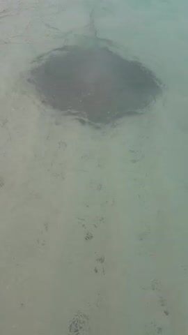 A medium shot shows a large stingray visible through clear water. The stingray is dark gray and its outline is distinct against the lighter sandy bottom.  The water’s surface is rippled, slightly distorting the view of the ray. No other objects or people are visible.