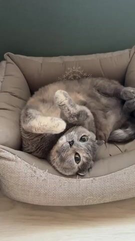 A grey and orange cat is lying on its back in a plush cat bed. The cat's head is tilted slightly, and its eyes are open and looking at the camera. The cat's paws are curled up near its chest. The cat bed is light brown and has a textured fabric. The background is a solid dark green color.