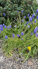 Bumblebee forages among spring flowers in Kesgrave garden patch