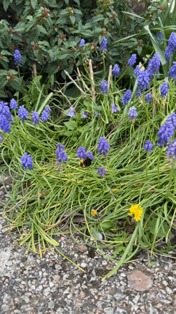 Bumblebee forages among spring flowers in Kesgrave garden patch