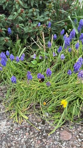 Bumblebee forages among spring flowers in Kesgrave garden patch