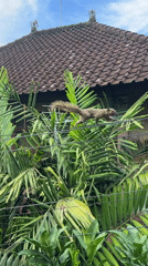 Small primate spotted climbing palm trees in Ubud Indonesia
