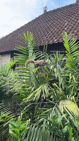 Small primate spotted climbing palm trees in Ubud Indonesia