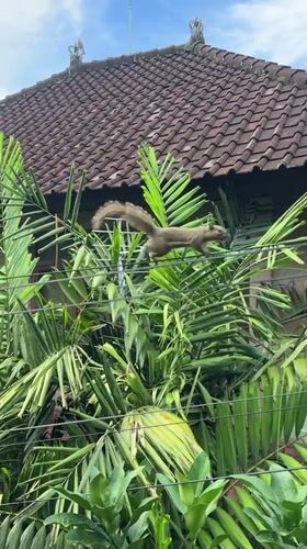 Small primate spotted climbing palm trees in Ubud Indonesia