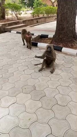 Two baboons are present on a paved area under trees. One baboon sits on the ground facing the camera, while the other is walking away in the background. The paved area is made of patterned concrete tiles. A large tree trunk is near the sitting baboon. Low shrubs are visible along the edge of the paved area and in the background. A building is faintly visible between trees in the distance. The day appears bright.