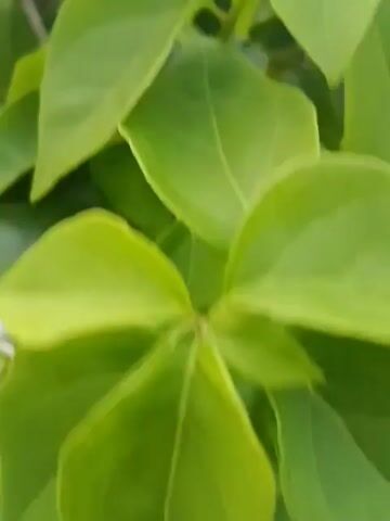 The video opens with a close-up of lush green leaves, slightly blurred. The camera then pans up and out, revealing a wider view of foliage with hints of yellow flowers. As the video continues, the scene broadens further to show a rural landscape. In the background, there's a large tree silhouetted against a pale sky. To the left, a building with a red and green roof is visible, along with a railing. A white vehicle is parked near the tree, and what appears to be a brown cow stands in the middle ground. The video concludes with a wide shot of the trees against the fading light of dawn or dusk.