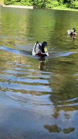 A close-up, eye-level shot focuses on a mallard duck swimming in clear water. The duck's head is turned to the right, and its green, iridescent head and yellow beak are clearly visible. The duck's chest is a rich chestnut color, and its body is white and brown. The water is rippling around the duck, creating circles and reflections. In the background, another mallard duck is swimming away from the camera, its white and brown plumage visible. The background is blurred, but appears to be a body of water with lush green trees lining the far bank. The lighting suggests it is daytime, and the overall mood is peaceful and serene.