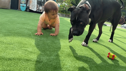Baby plays with dogs on artificial turf in Varna