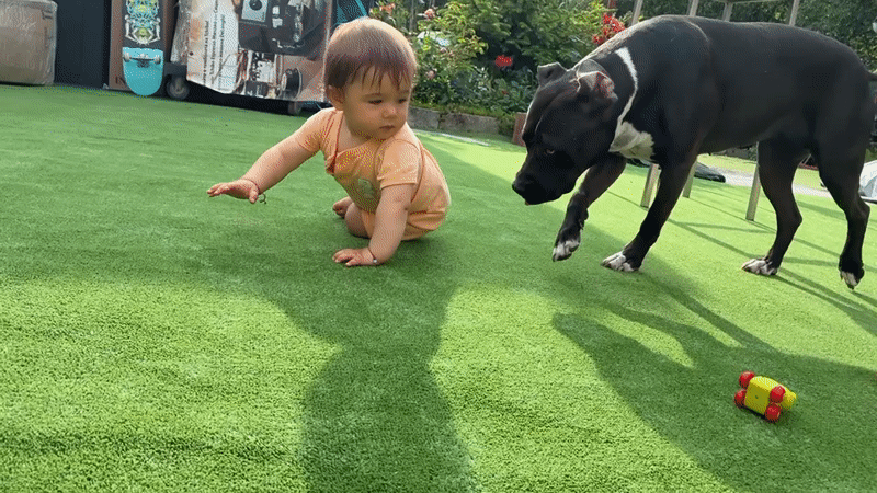 Baby plays with dogs on artificial turf in Varna