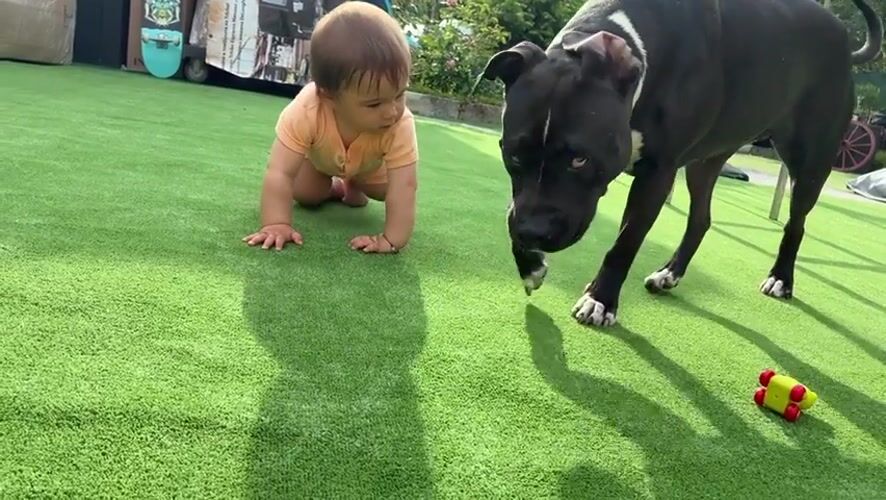 Baby plays with dogs on artificial turf in Varna