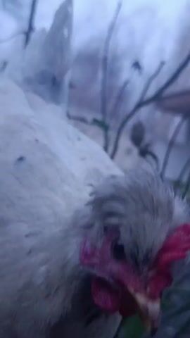 Here is a description of the video:

A close-up shot shows a white chicken pecking at green leaves being held by a person's hand. The chicken has a red comb and wattle. The background is blurred and includes bare branches, green shrubs, and a glimpse of a house. The lighting is dim, suggesting an overcast day.