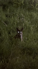 Fox spotted in London grass at night