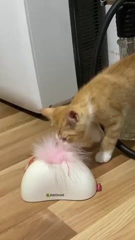 A ginger and white cat is playing with a white toy on a wooden floor. The toy is shaped like a rounded dome with a hole in the top, from which a fluffy pink feather and some red strands emerge. The cat is sniffing and pawing at the feather. The background shows a white cabinet on the left and a dark object, possibly a fan or radiator, on the right.