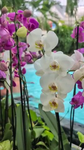 This video captures a close-up view of several potted orchid plants with vibrant purple and white blooms. Behind the orchids, a turquoise swimming pool is visible, with several people partially submerged and swimming. The background suggests an indoor environment with palm trees and architectural elements indicating a resort or spa setting. The camera pans slowly across the orchids, offering a detailed view of their delicate petals and stems.