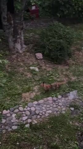 A red fox is captured in motion, trotting through a grassy area bordered by a curved stone pathway. The fox, with its distinctive rusty coat and bushy tail, is the primary subject. The scene is a natural outdoor setting, likely a garden or wooded area, with lush green foliage and trees. In the background, a dark wooden structure, possibly a shed or doorway, is visible, partially obscured by vegetation. A glimpse of a red object, perhaps a planter, can be seen further back, and a rustic wooden bench sits near a tiled roof, suggesting a residential or recreational area. The lighting indicates it is either dusk or dawn, with soft, natural light. The overall atmosphere is serene and hints at wildlife in a semi-domesticated environment. No text is visible in the media.