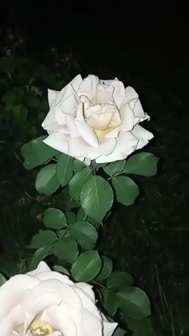The video displays a close-up view of two pale pink roses blooming in a garden at night. The roses are the primary subjects, with their delicate petals and green leaves filling the frame. The background is dark, suggesting it is nighttime. The overall mood is serene and peaceful, emphasized by the soft lighting and the natural beauty of the flowers. There is no visible text in the video. The location context of Radisne, Ukraine, suggests a temperate climate where roses are commonly cultivated.