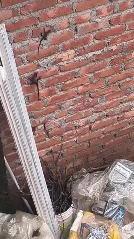 This video shows two small, dark-colored lizards clinging to a red brick wall. The wall has visible mortar between the bricks. To the left of the wall, a white, multi-paneled object, possibly a window frame or some sort of structural element, is leaning against it. Below the wall, a pile of dried branches and some crumpled white material, perhaps plastic sheeting or trash, are visible. The lighting suggests it is daytime, with sunlight illuminating the scene. The lizards appear to be stationary on the wall.