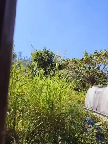 The video pans across a grassy area under a clear blue sky. In the foreground, tall, lush green grass with feathery tops dominates the view. Behind the grass, various trees and foliage are visible. To the right, a portion of a large, white, curved object, possibly a water tank or a similar structure, can be seen. The overall scene depicts an outdoor environment with abundant vegetation bathed in sunlight.