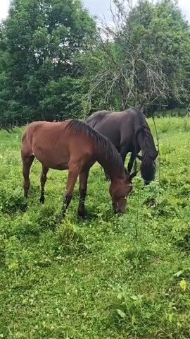 Two horses graze in a grassy field. The horse in the foreground is a bay color and is facing left, with its head down grazing. The horse in the background is a darker color, possibly black or dark brown, and is facing away from the camera, also grazing. The field is covered in green grass and some wildflowers. Trees and foliage are visible in the background. The sky is overcast.