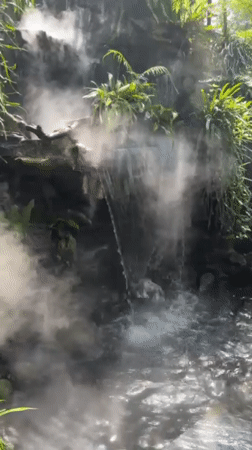 Garden cafe visits documented across Đà Nẵng's tropical venues