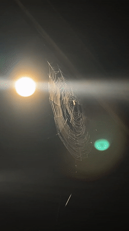 Spider captured in illuminated web at night in Buenos Aires