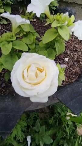 This media file features a close-up view of a white rose in bloom, set amongst green foliage and other white flowers, likely petunias. The rose, with its layered petals and slightly yellow-tinged center, is the primary subject. The background shows dark soil, suggesting it is planted in a garden bed. The lighting appears natural, hinting at daytime, possibly morning or late afternoon due to the softness of the light. The overall scene evokes a sense of natural beauty and tranquility. There is no visible text within the media file. The location context provided is Ак-Дөбө, Kyrgyzstan.