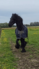 Horses graze in wildflower field in Estaimpuis, Belgium
