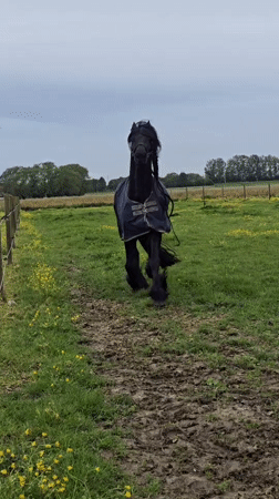Horses graze in wildflower field in Estaimpuis, Belgium