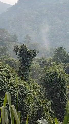 The video shows a lush, green jungle with trees and foliage. In the background, mountains are shrouded in mist, and a thin plume of smoke rises from the trees. The foreground features dense vegetation, including large, leafy plants and vines. The overall impression is one of a natural, somewhat misty environment.