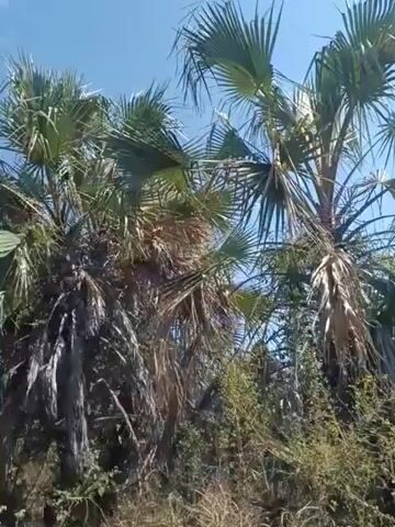 The video shows a low-angle shot looking up at a cluster of palm trees against a bright blue sky with a few wispy clouds. The palm fronds are green and appear lush, though some of the older fronds at the base of the trees are brown and dry, creating a layered effect. There is also some green foliage visible below the palm trees, suggesting a natural environment. The lighting indicates it is daytime, likely sunny. The camera movement is subtle, with slight panning or tilting, but the overall impression is of looking up through a canopy of palm trees.