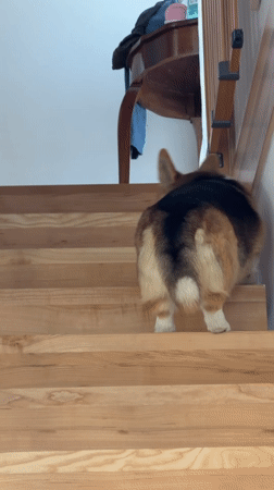 Corgi climbs wooden stairs in Gangloff, Germany