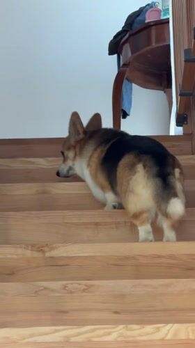 Corgi climbs wooden stairs in Gangloff, Germany