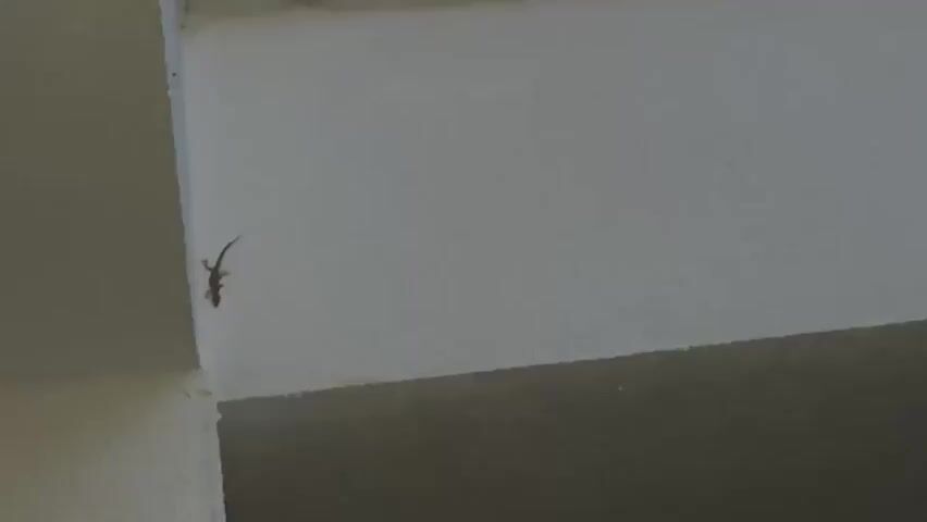 A small lizard is on a white wall near a corner. The camera is still and focused on the lizard as it moves slightly. There is indistinct background noise of people speaking.