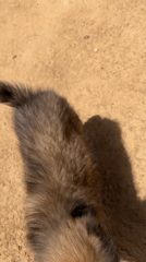Puppies playing outdoors captured on video in Jos, Nigeria