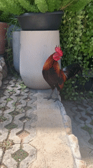 Meerkats, a rooster, and a mosaic pool in coastal Koh Samui
