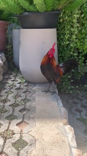 Meerkats, a rooster, and a mosaic pool in coastal Koh Samui