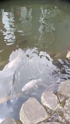 The video shows a pond with multiple koi fish swimming in it. The fish vary in color, including orange, white, gold, and black. The pond is surrounded by rocks on one side, and the water reflects the surrounding buildings and sky. The camera angle is from above, looking down into the pond.