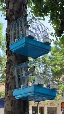 Two blue bird cages are hanging from a tree, one above the other. Each cage has a perch and two small glass containers. A bird is visible in the lower cage. The background shows green foliage and a blurry building.