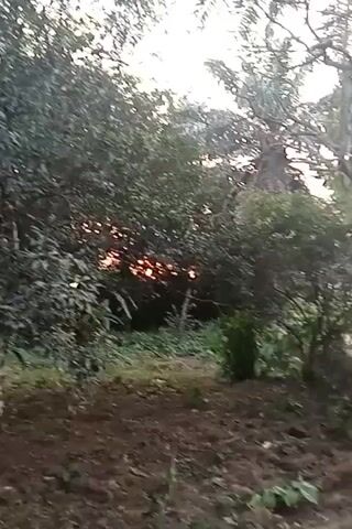 The video shows a view of trees and a palm tree against a bright sky, possibly at sunrise or sunset, with the sun's rays partially visible through the trees. The ground is covered with soil and some grass. There are no visible people or clear actions, and the setting appears to be a natural environment.