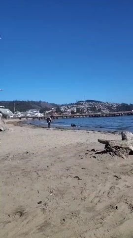 The video shows a beach scene on a sunny day with clear blue skies. In the distance, a town or city is visible on a hill, connected to the beach by a pier. A person is walking on the beach with a dark-colored dog towards the water. The beach is sandy, with some driftwood and other debris scattered around. Several birds fly overhead. There are buildings on the left, and several people walking on the beach near the pier in the distance. The water looks calm and blue.