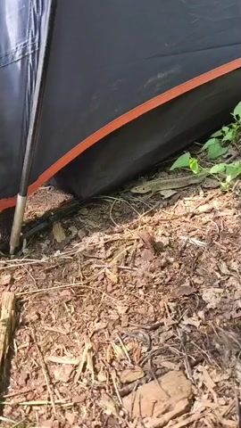 A small, brown and green lizard is partially visible under the edge of a black and orange tent. The ground around the tent is covered in dry leaves, twigs, and dirt. The lizard appears to be moving slowly.