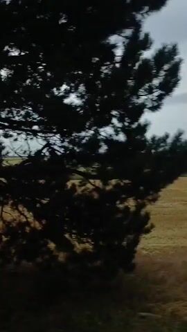 The video shows a landscape with fields of stubble, likely harvested crops, under a cloudy sky. The perspective suggests the footage was taken from a moving vehicle, possibly a train or car, as indicated by the motion blur on the foliage in the foreground and the trees on the right. The fields appear vast, with some patches of green vegetation and trees scattered throughout. The overall impression is of a rural, agricultural setting during daytime.