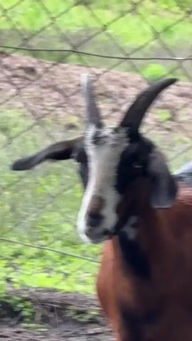 A close-up shot focuses on a brown goat with black and white markings on its face and horns. The goat is standing behind a wire fence, with green foliage and a dirt ground visible in the background. The goat's head is tilted slightly to the side, and it appears to be looking directly at the camera. The lighting suggests an overcast or shaded environment.